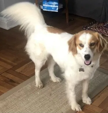 Lost dog in Middletown, MD, 21769