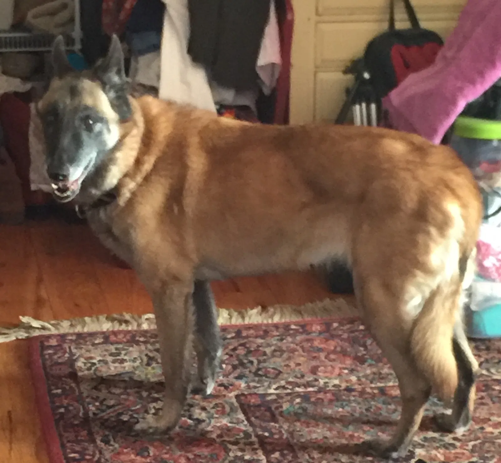 Lost dog in Blue Ridge, VA, 24064