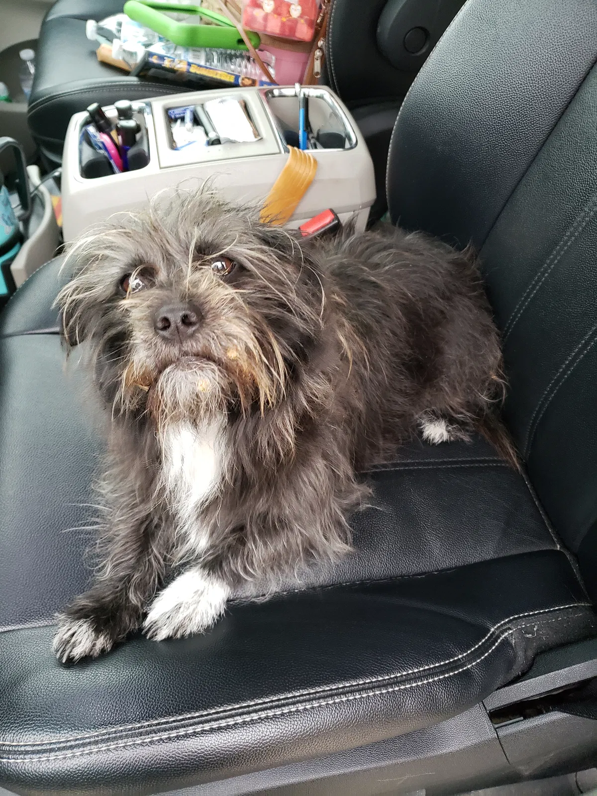 Lost dog in Waller, TX, 77484