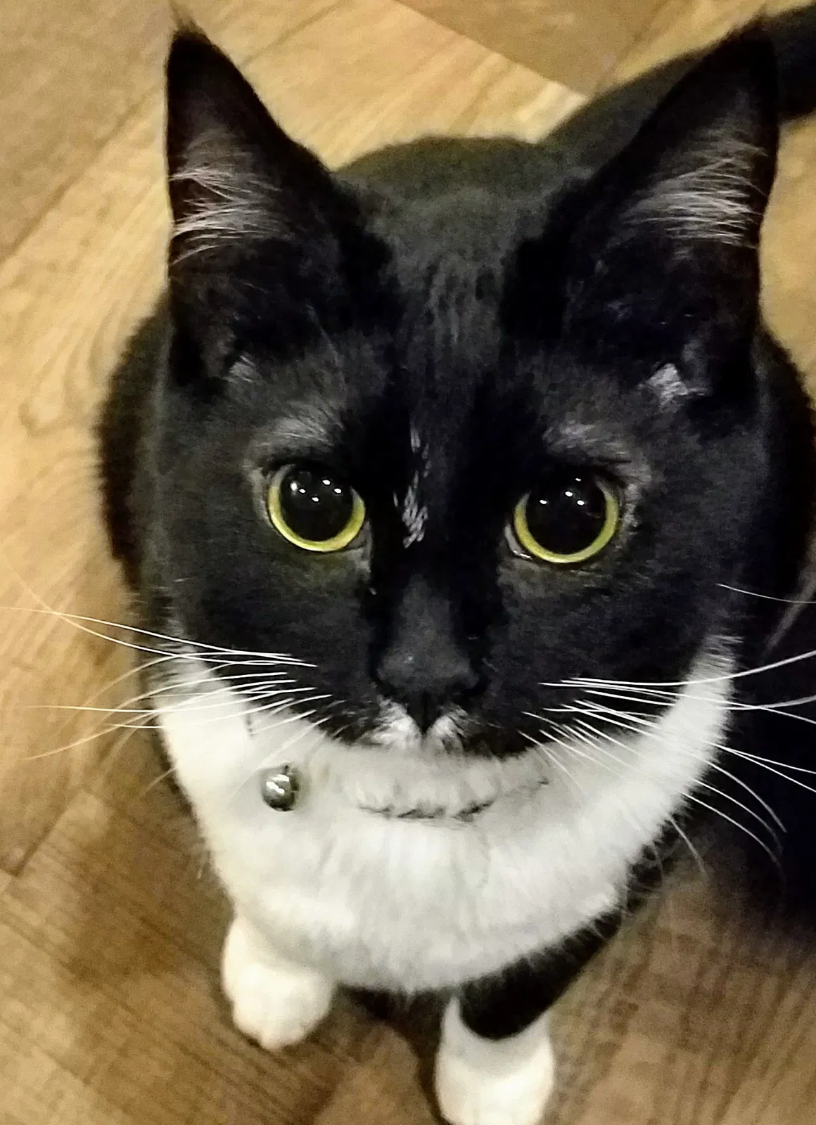 Lost cat in Valley Springs, SD, 57068