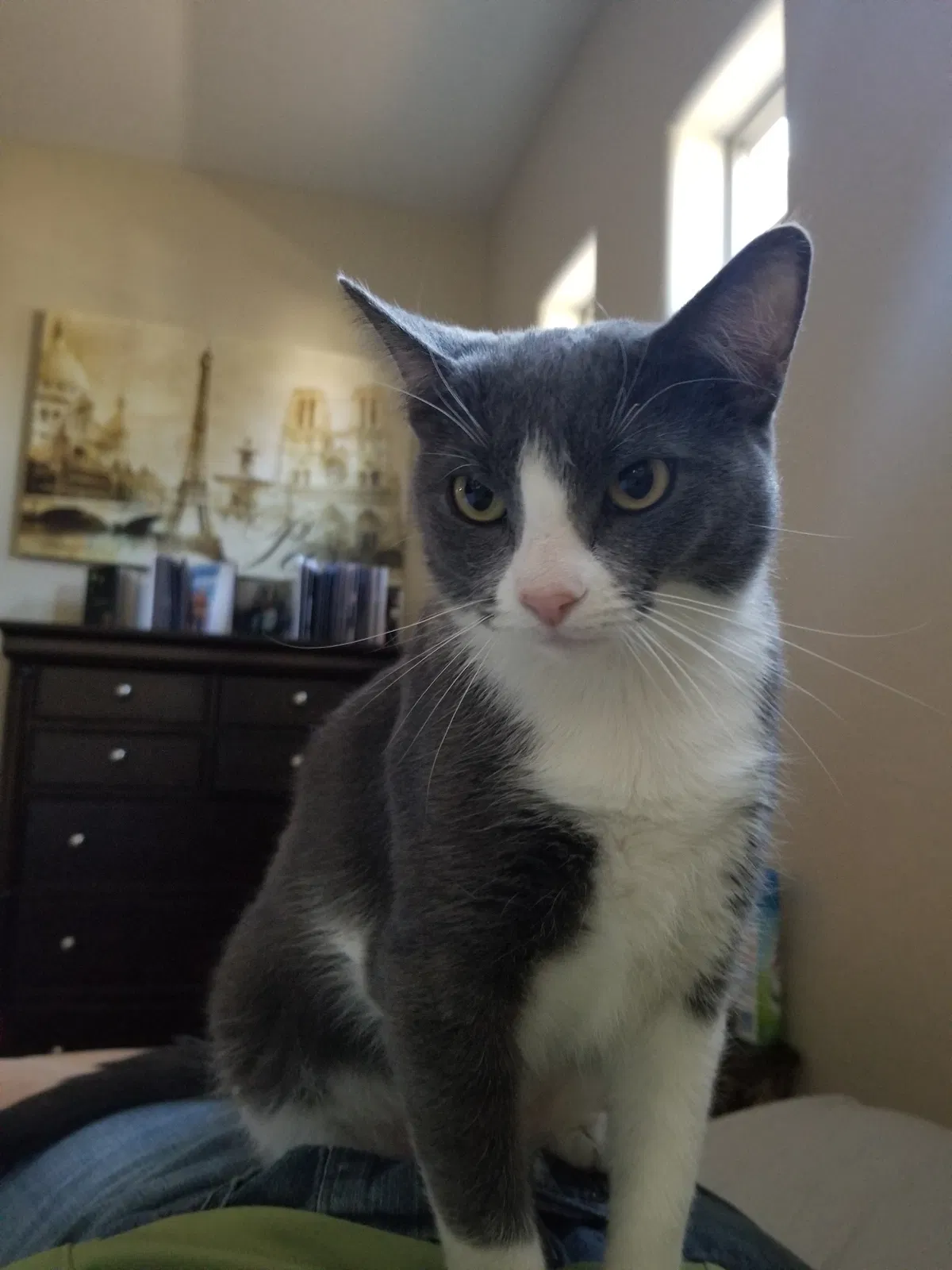 Lost cat in Phoenix, AZ, 85086