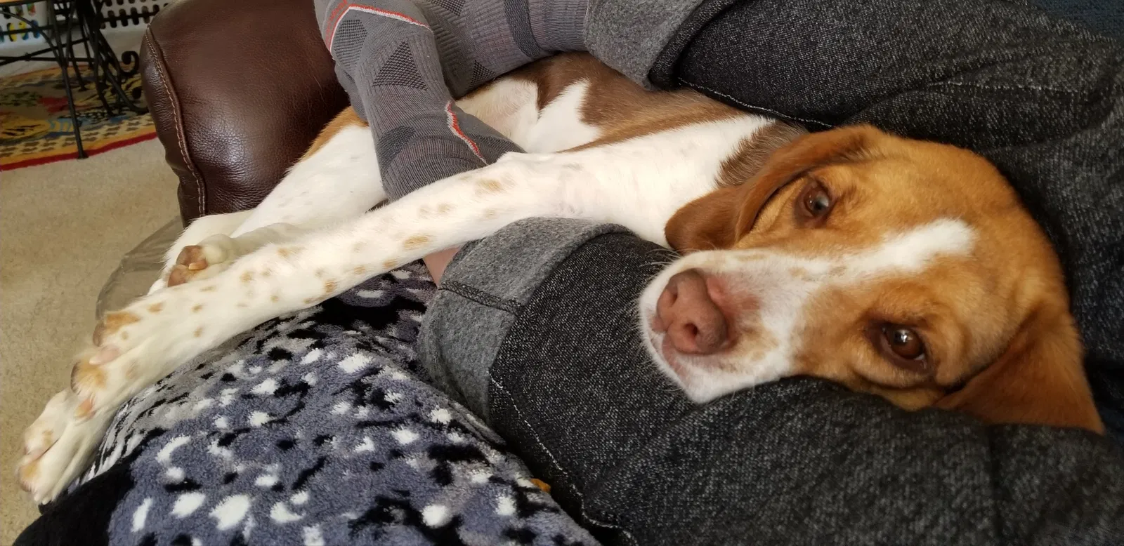 Missing Dog
