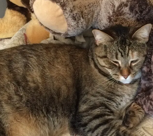 Lost cat in Columbus, OH, 43085