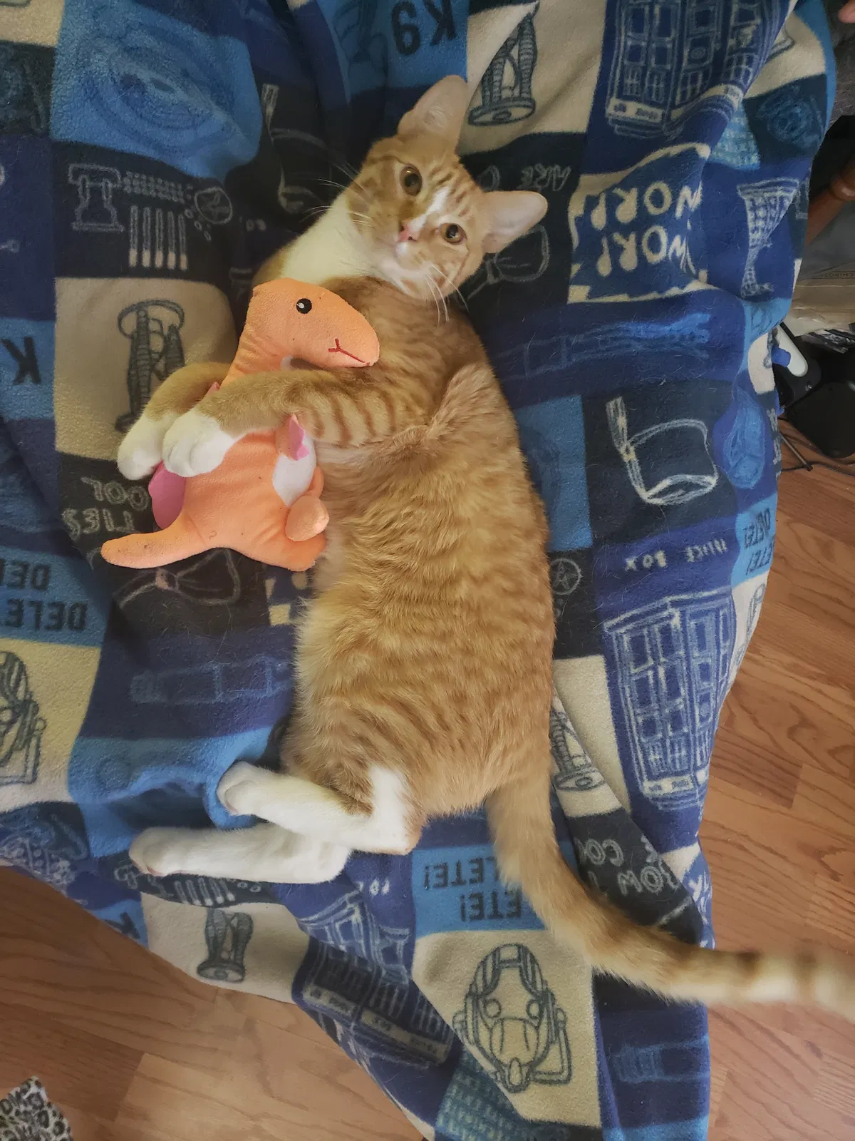 Lost cat in Kansas City, MO, 64133