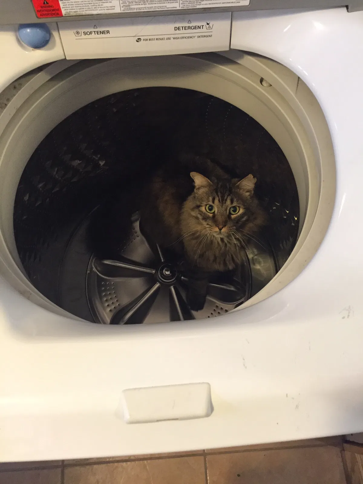 Lost cat in Holmes, PA, 19043