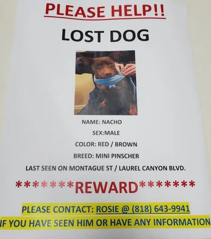 Lost dog in Sylmar, CA, 91342