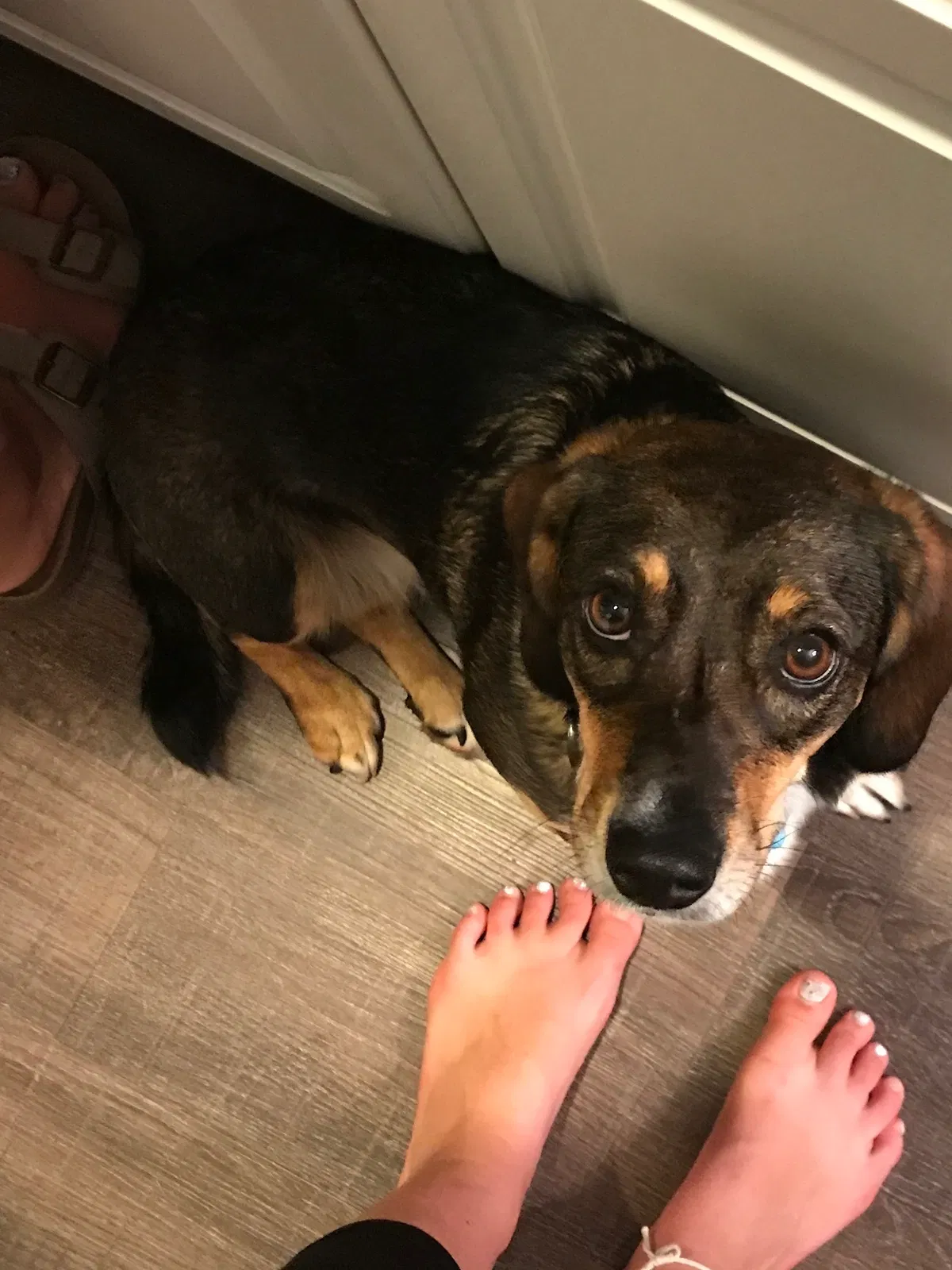Lost dog in Pataskala, OH, 43062