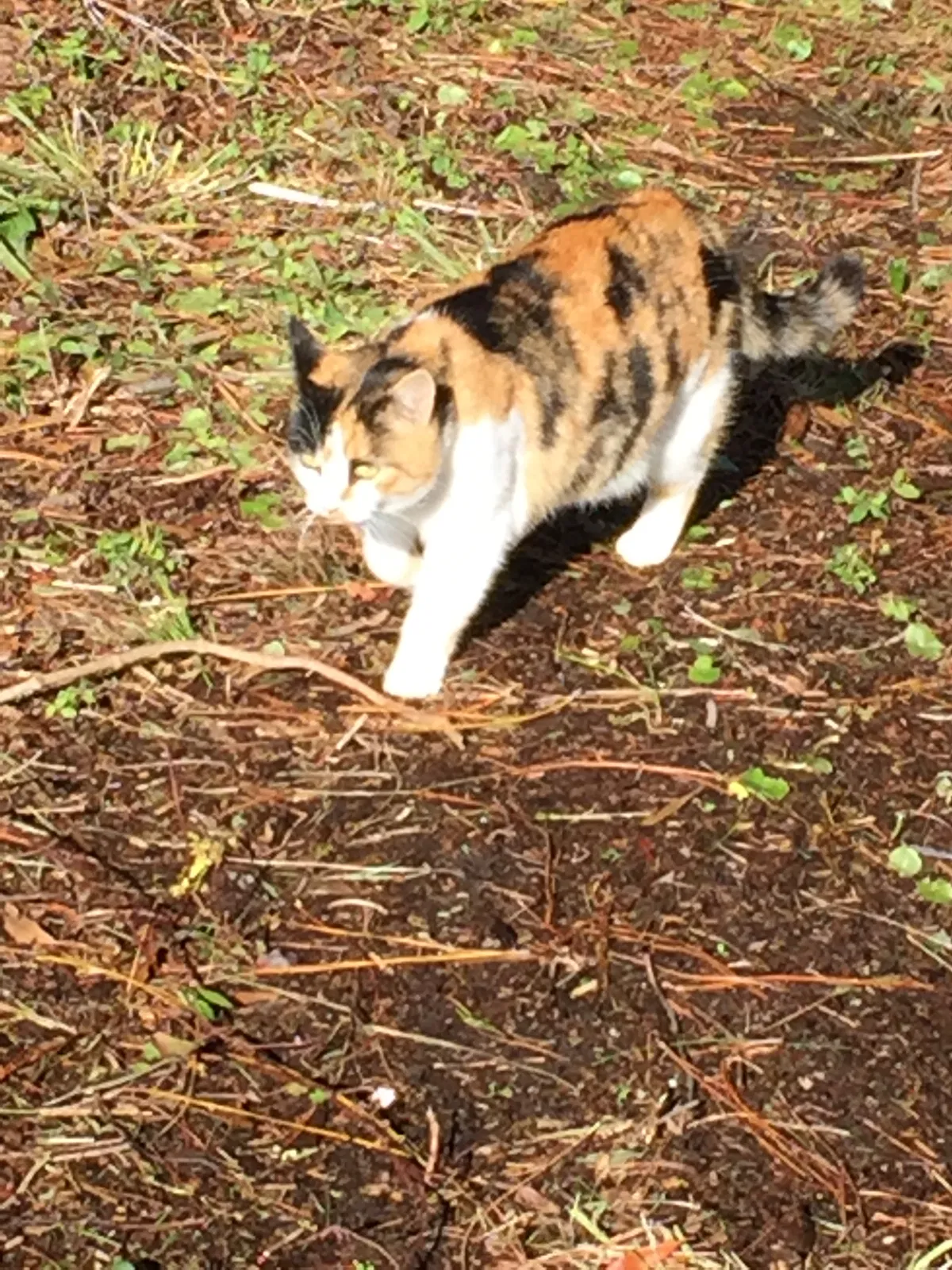 Lost cat in Burlington, NC, 27217