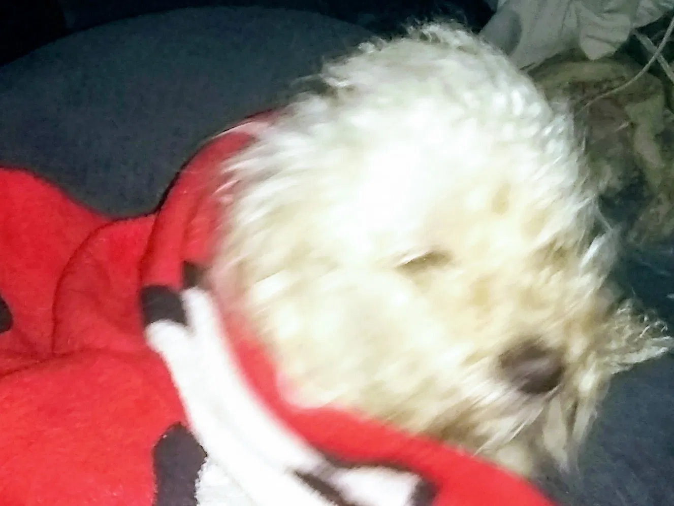 Lost dog in Scottsville, VA, 24590