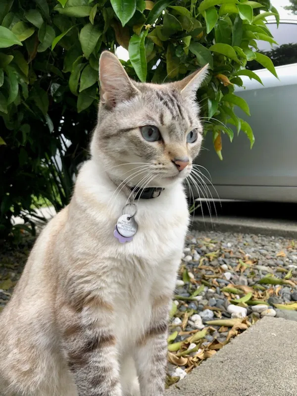 Lost cat in Castro Valley, CA, 94546