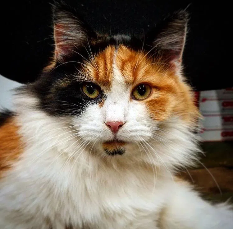 Lost cat in Graham, NC, 27253