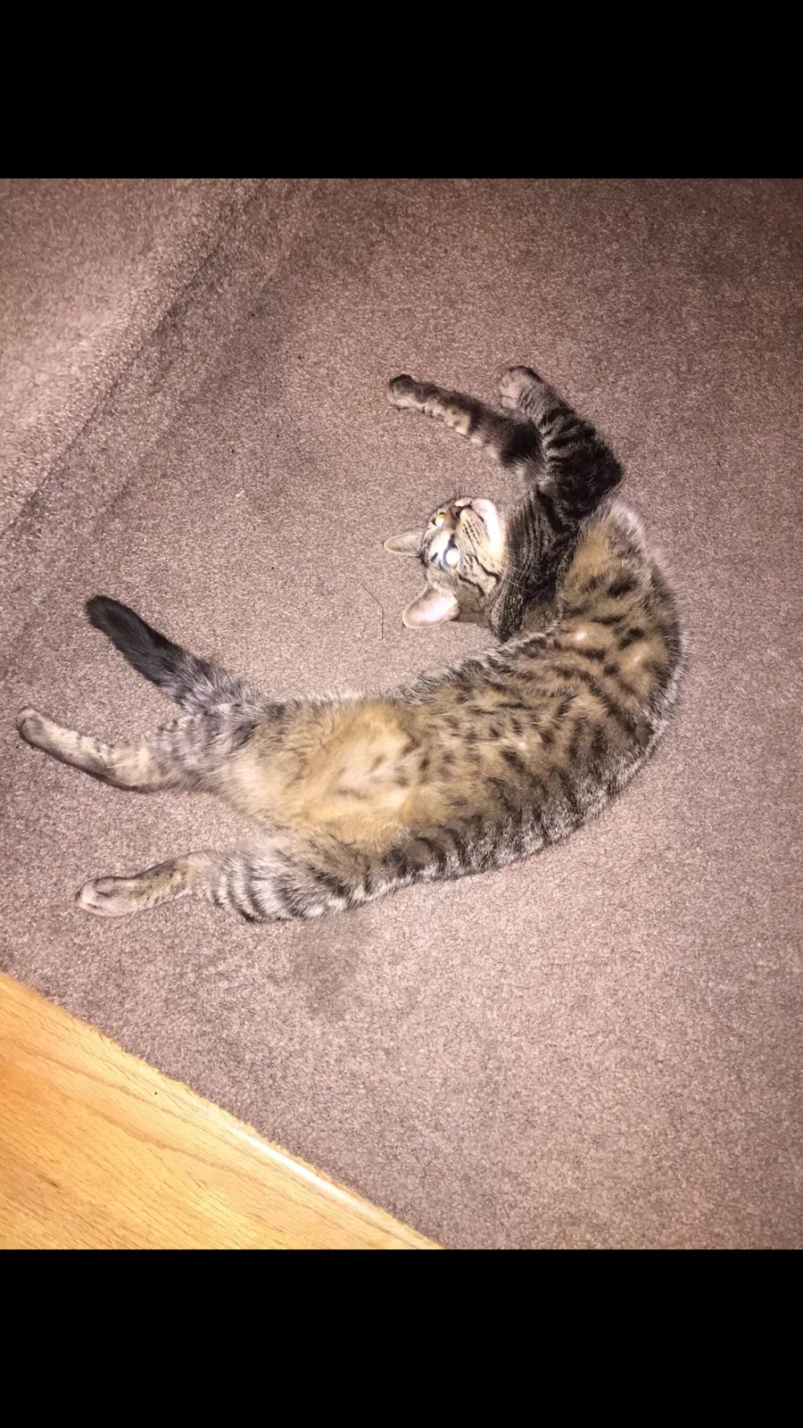 Lost cat in Peyton, CO, 80831