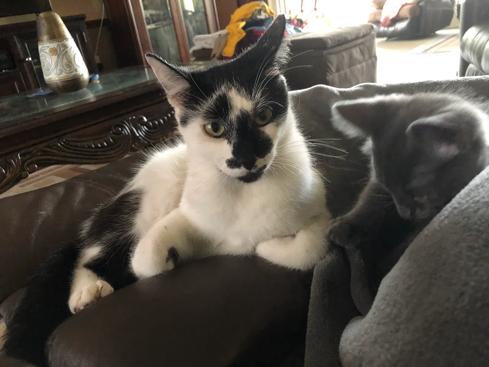 Lost cat in Spring Hill, FL, 34608