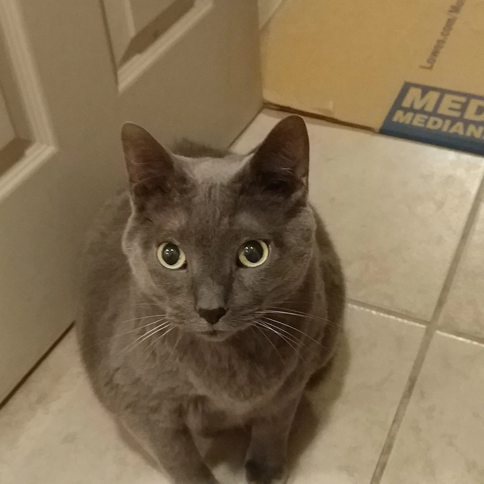 Lost cat in Muskegon, MI, 49445