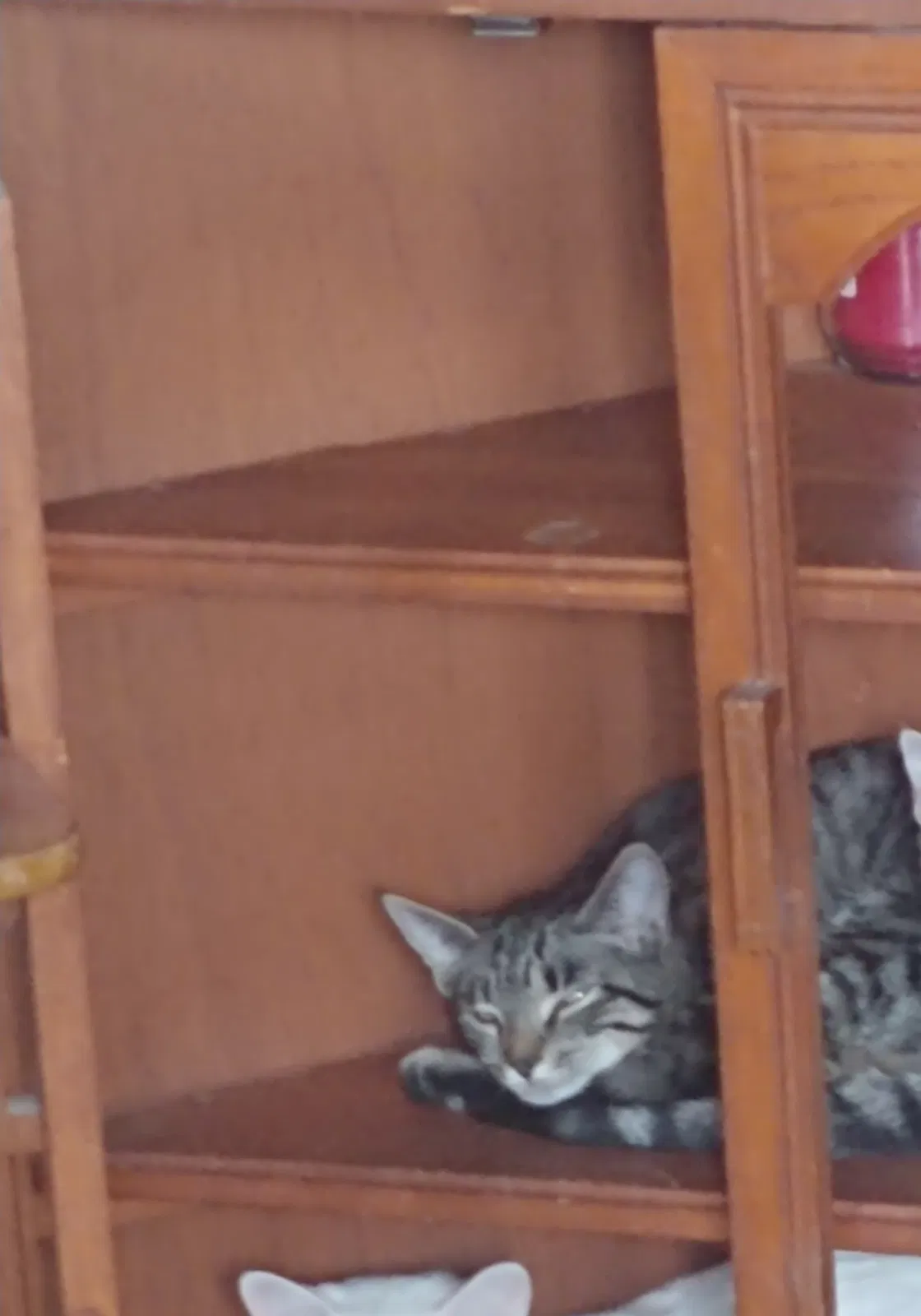 Lost cat in Columbus, OH, 43204