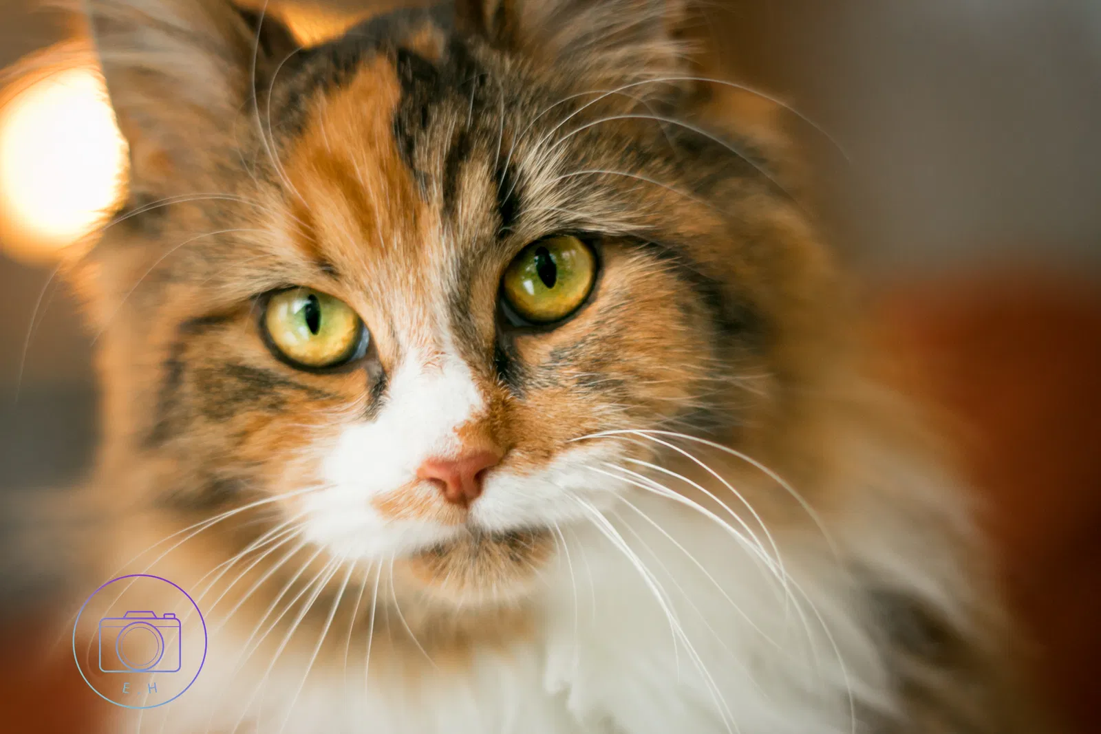 Lost cat in Muskegon, MI, 49445