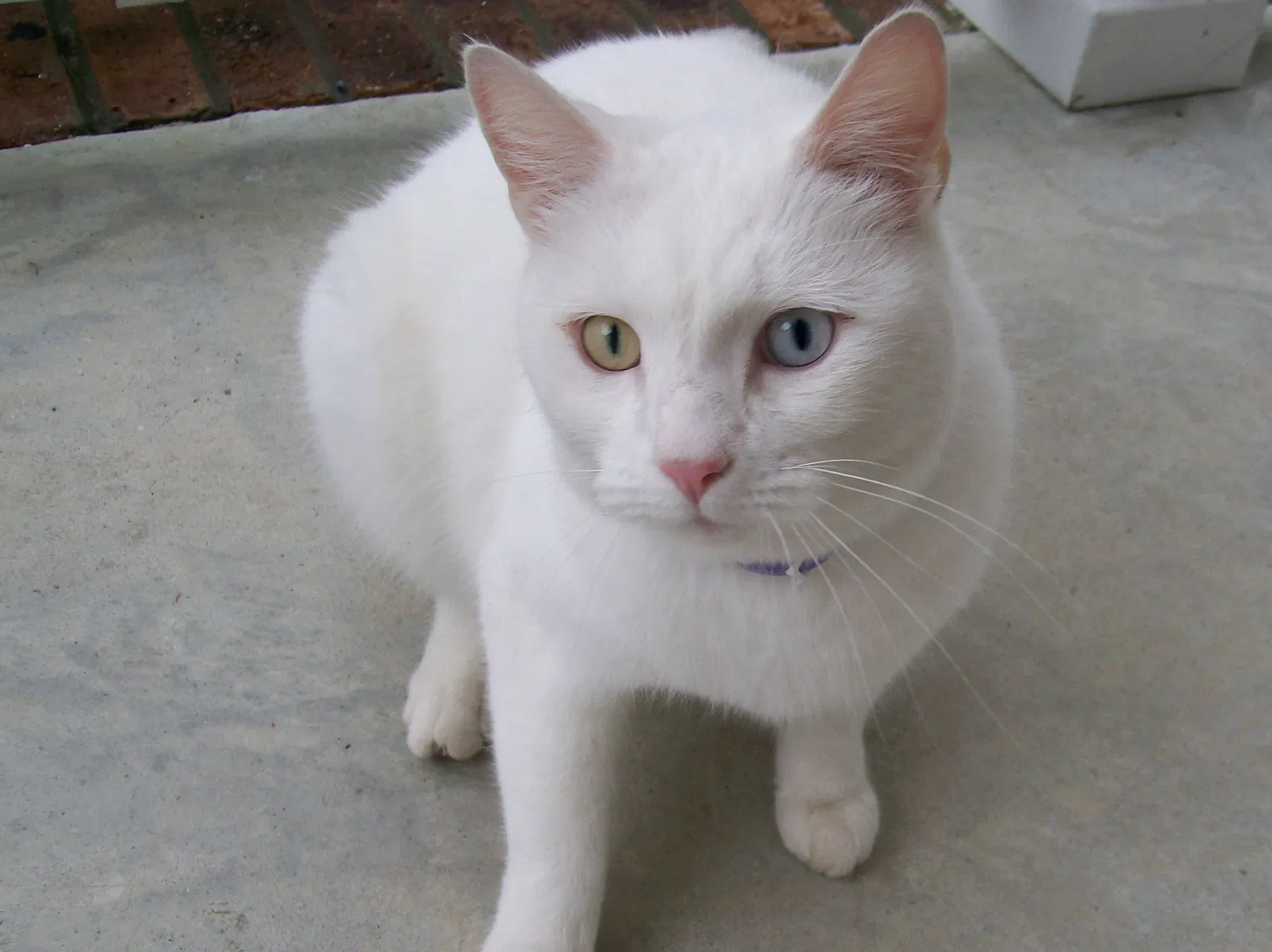 Lost cat in Southport, NC, 28461