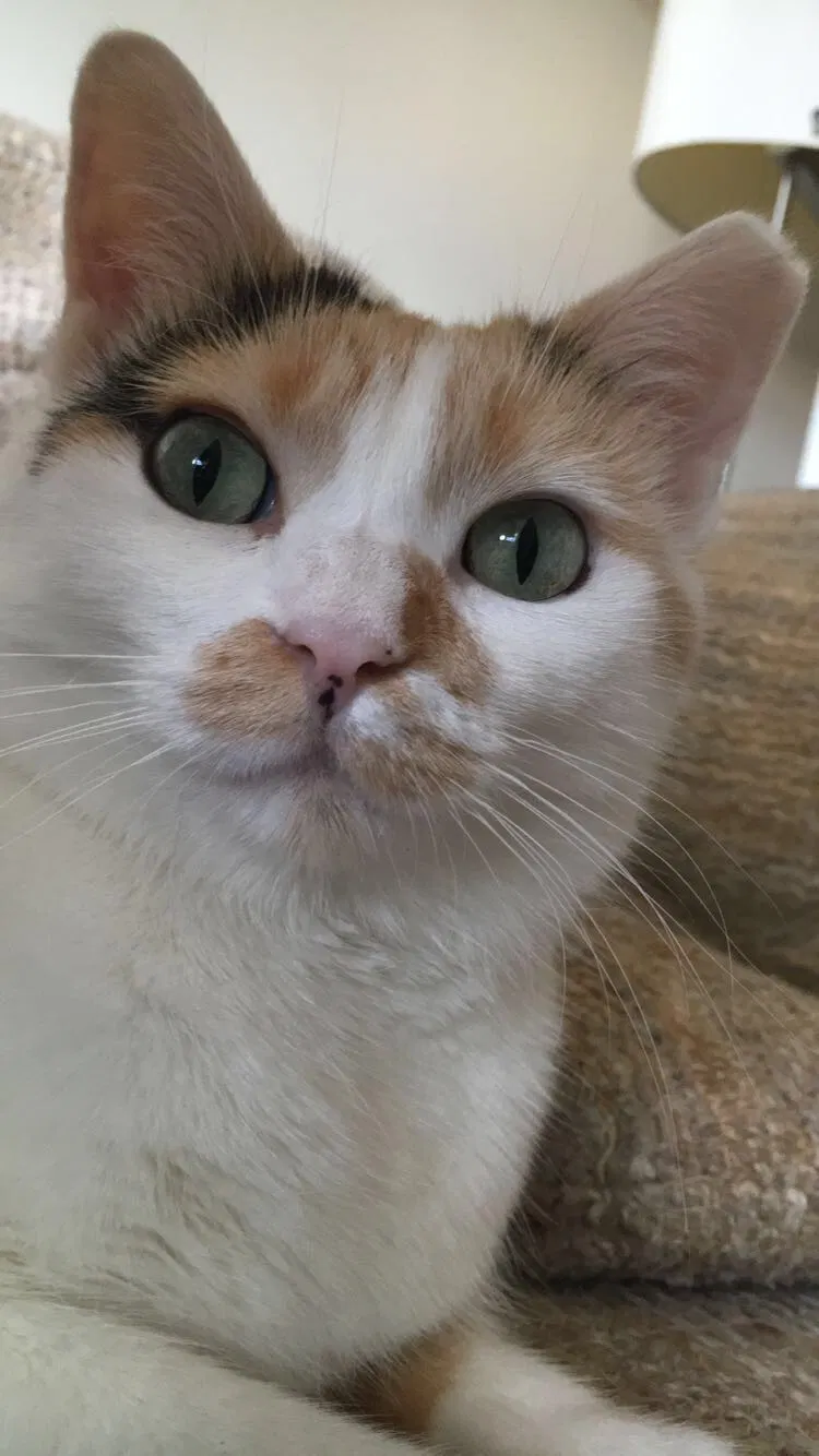 Lost cat in Seymour, IN, 47274