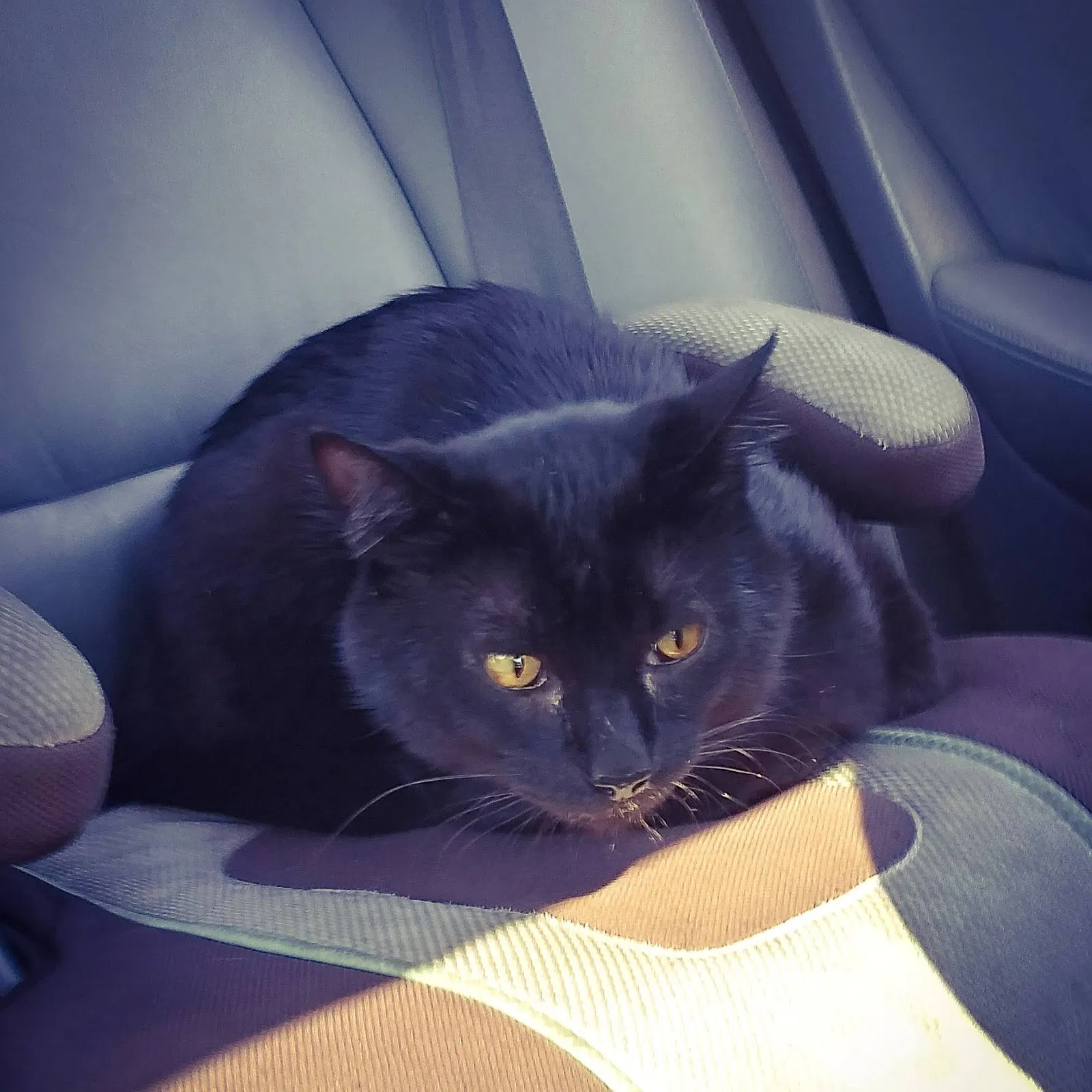 Lost cat in Everett, WA, 98201