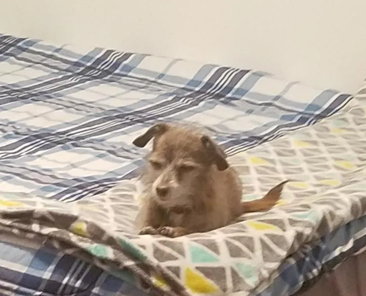 Lost dog in Denver, CO, 80221