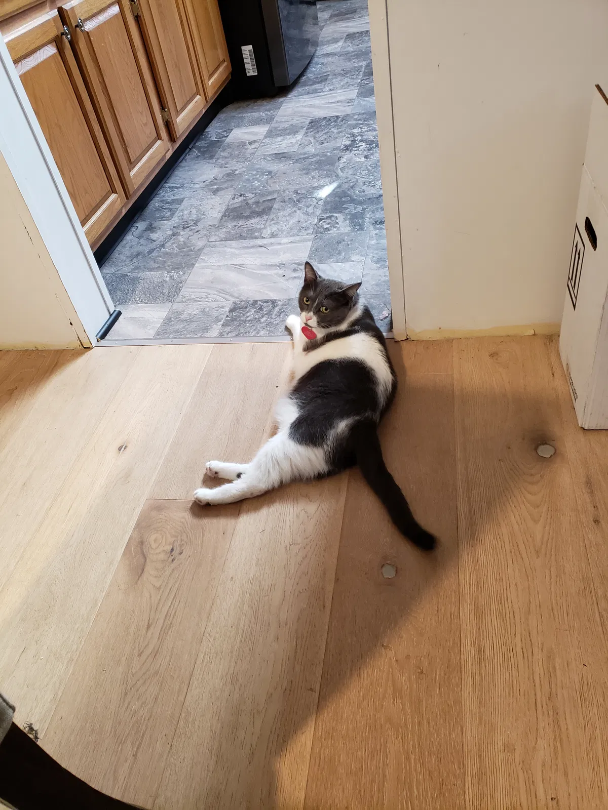 Lost cat in Grand Rapids, MI, 49534