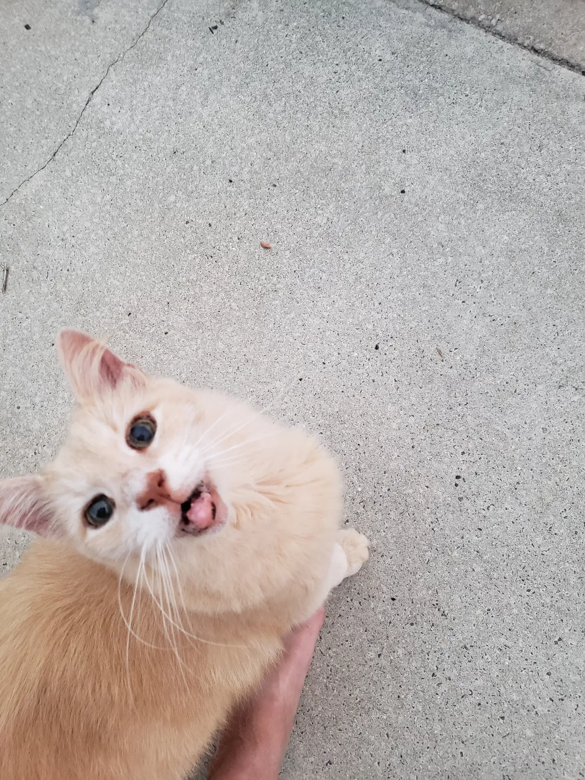 Lost cat in Chincoteague Island, VA, 23336