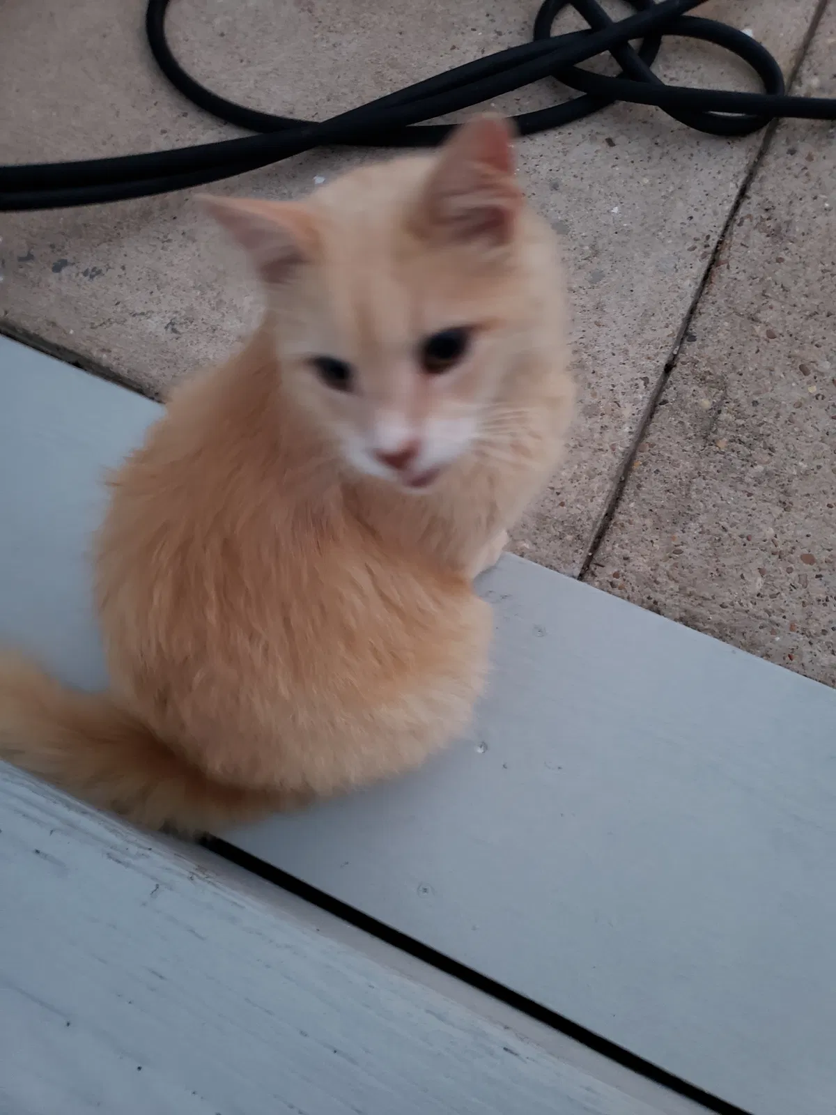 Lost cat in Chincoteague Island, VA, 23336