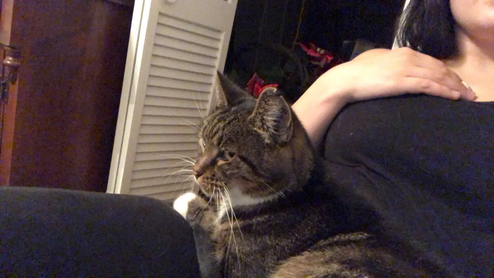 Lost cat in Evansville, IN, 47720