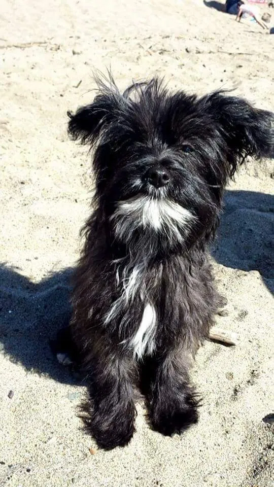 Lost dog in Richmond, CA, 94804