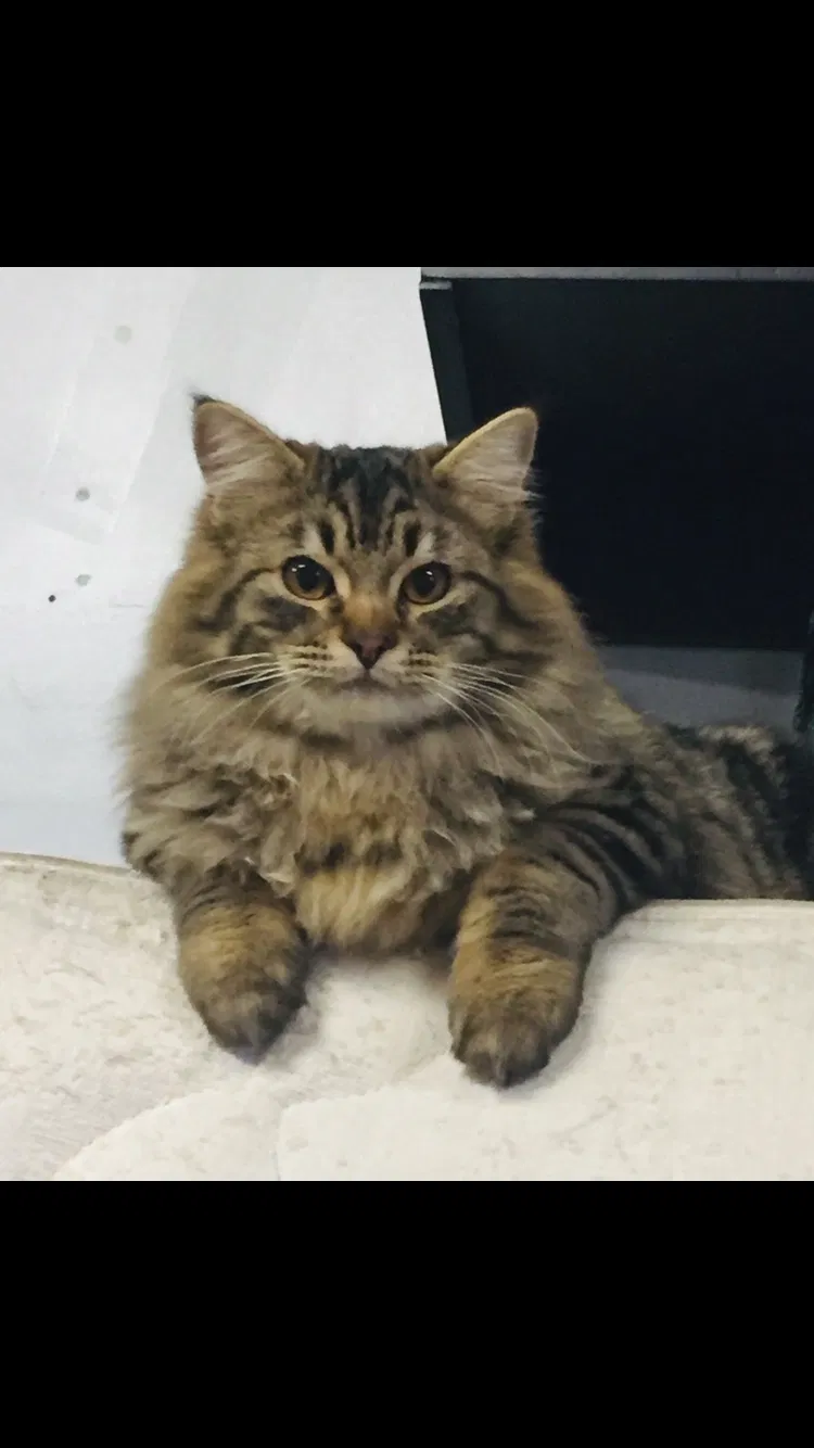 Lost cat in Central Point, OR, 97502