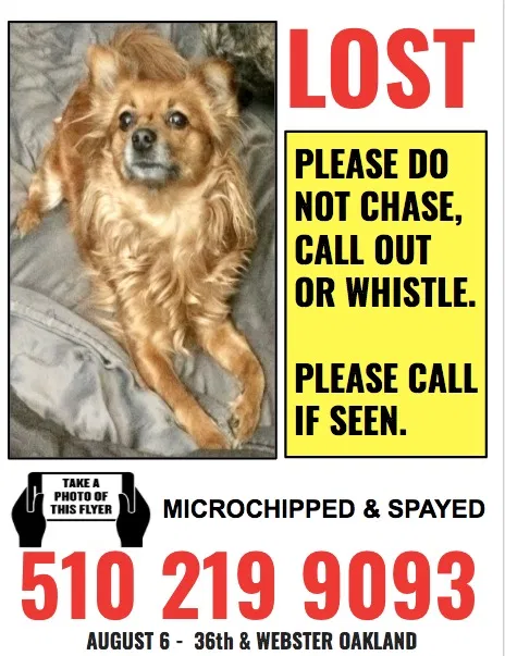 Lost dog in Oakland, CA, 94609