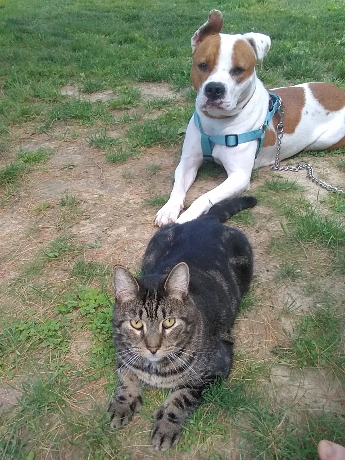 Lost cat in Mexico, NY, 13114