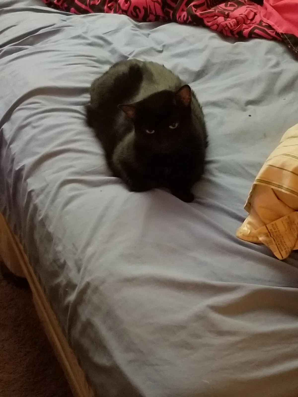 Lost cat in Greeley, CO, 80634