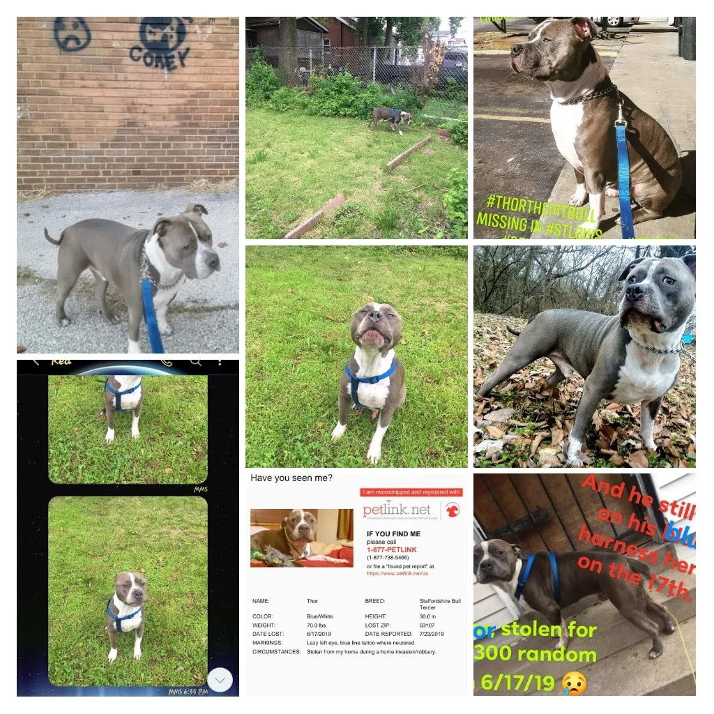 Lost dog in Saint Louis, MO, 63115