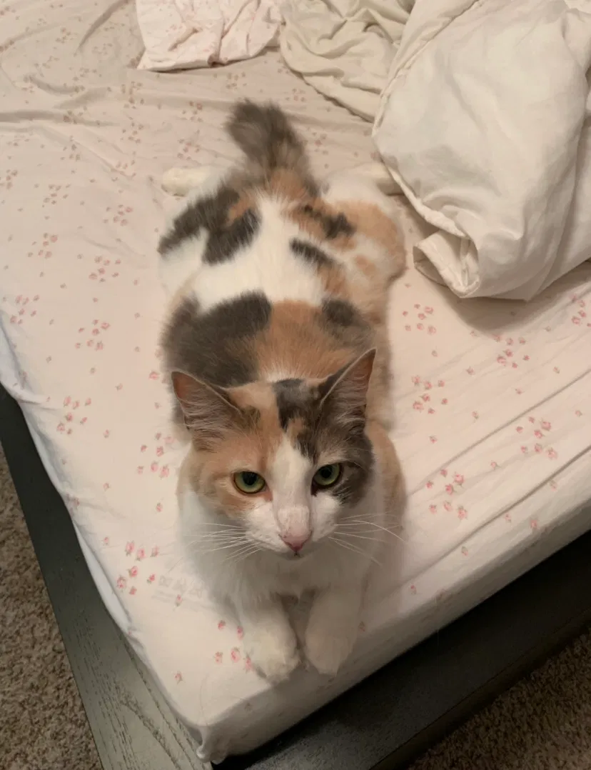 Lost cat in Canyon Country, CA, 91351