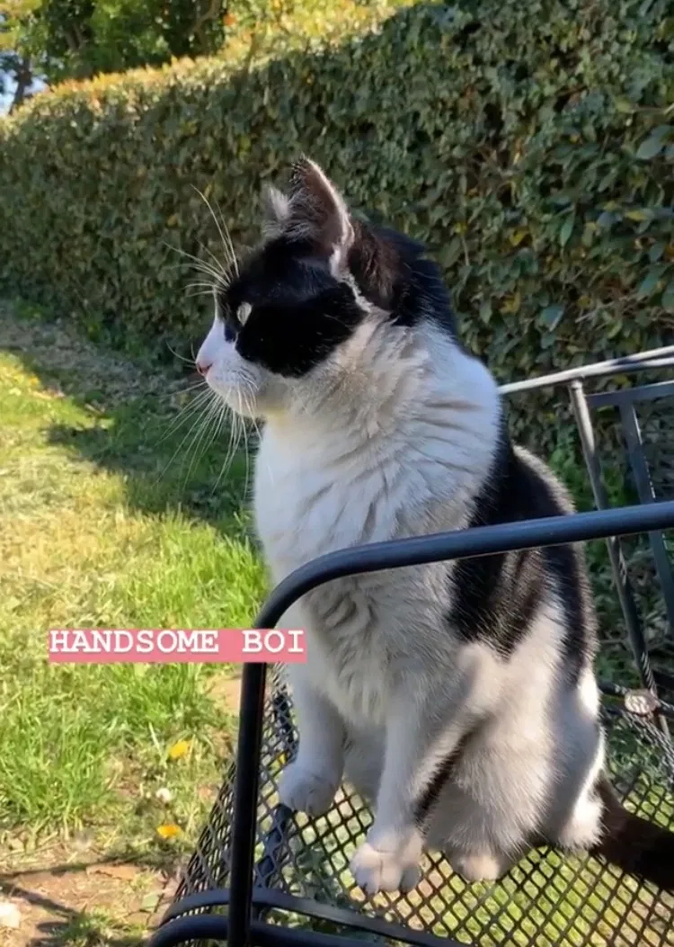 Lost cat in Cedar Park, TX, 78613