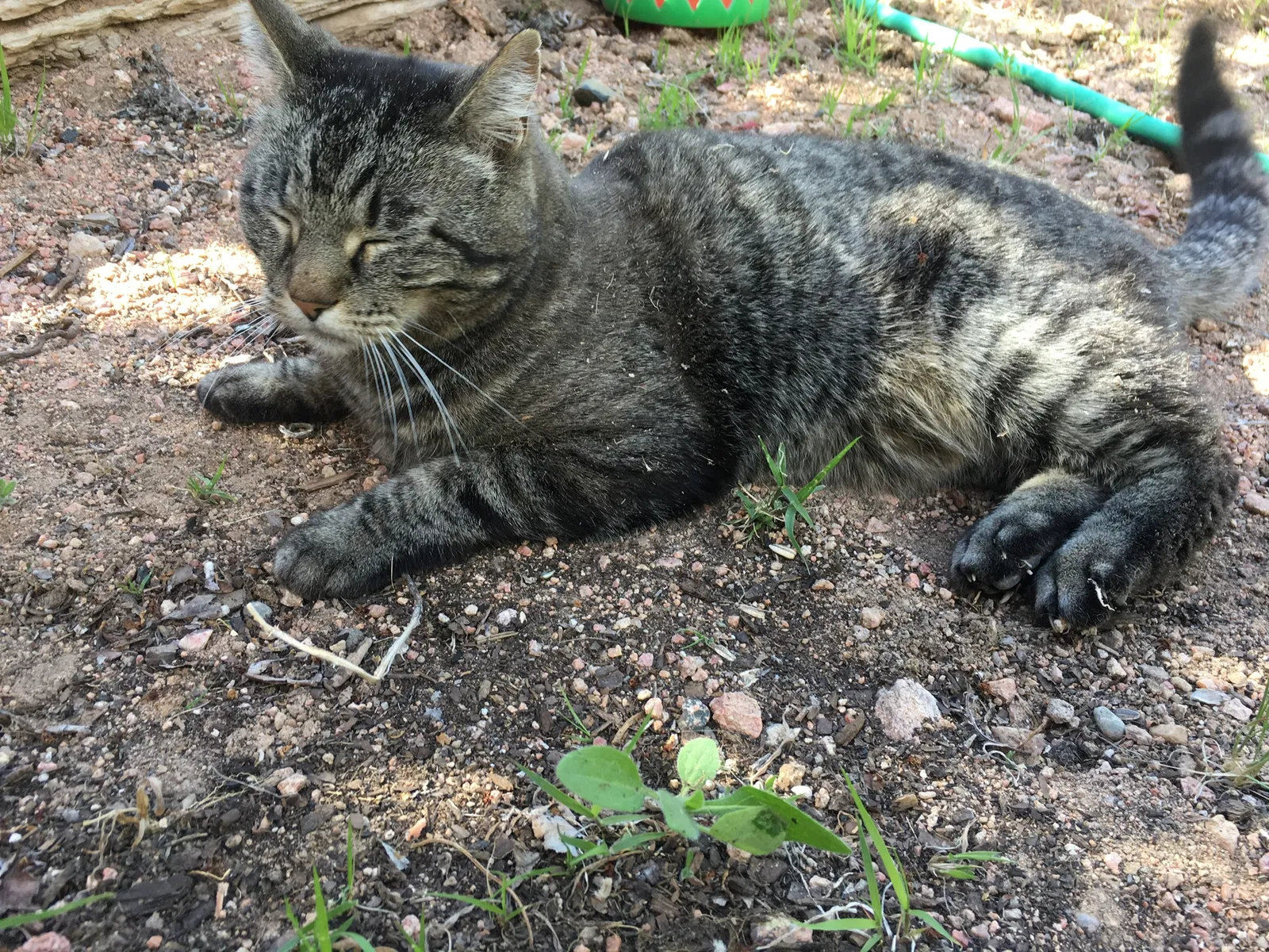 Lost cat in Santa Fe, NM, 87505