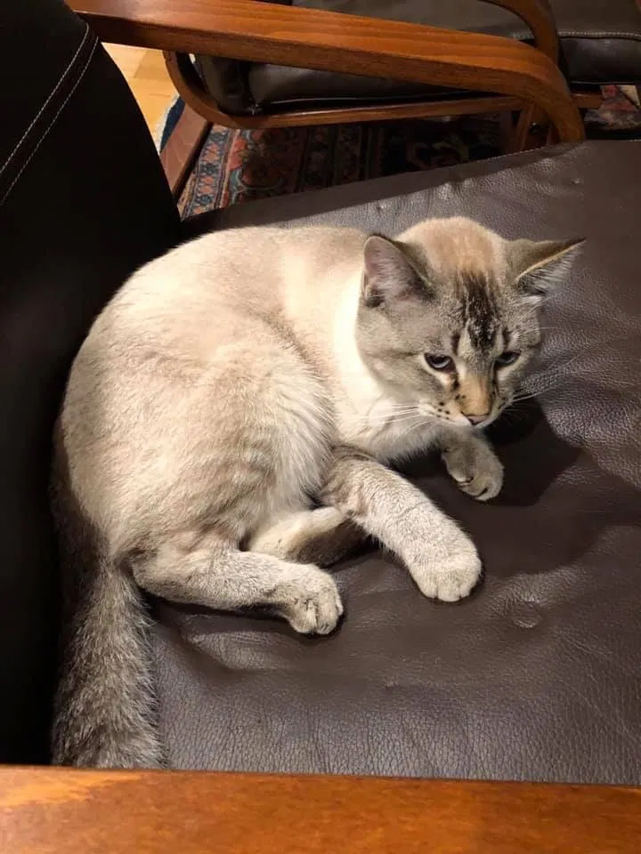 Lost cat in Tacoma, WA, 98407