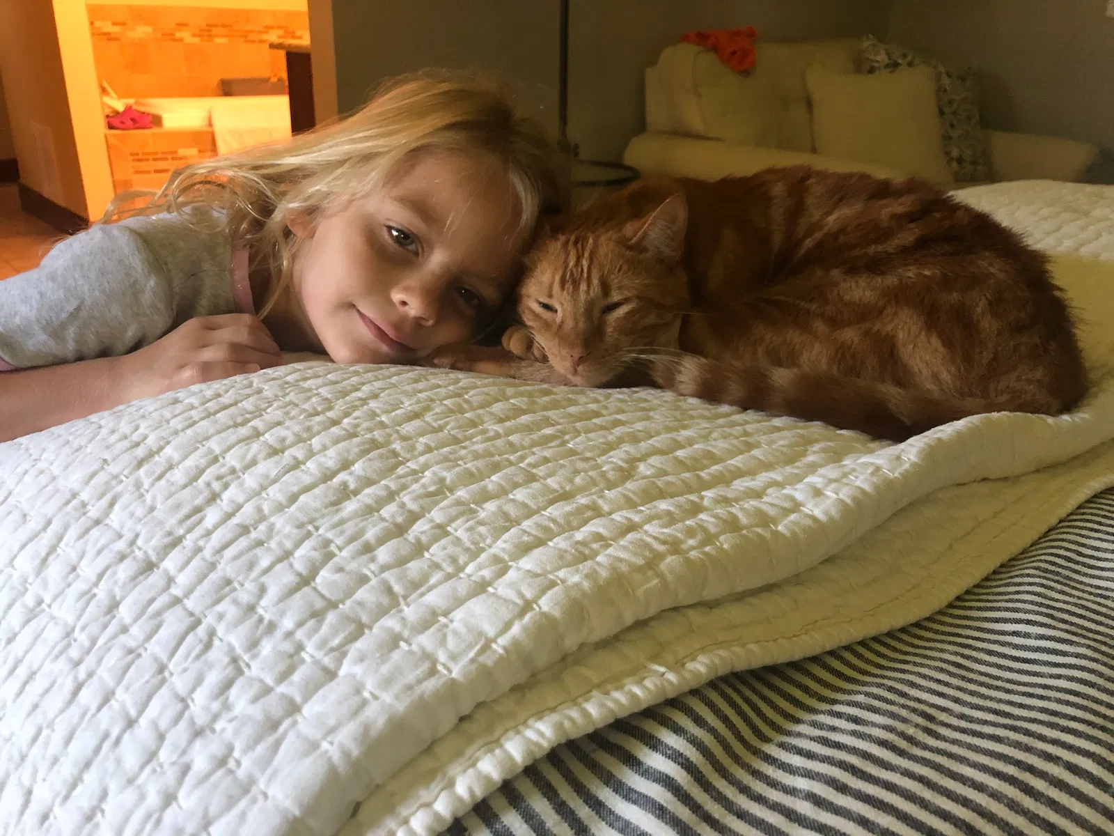 Lost cat in Oviedo, FL, 32765