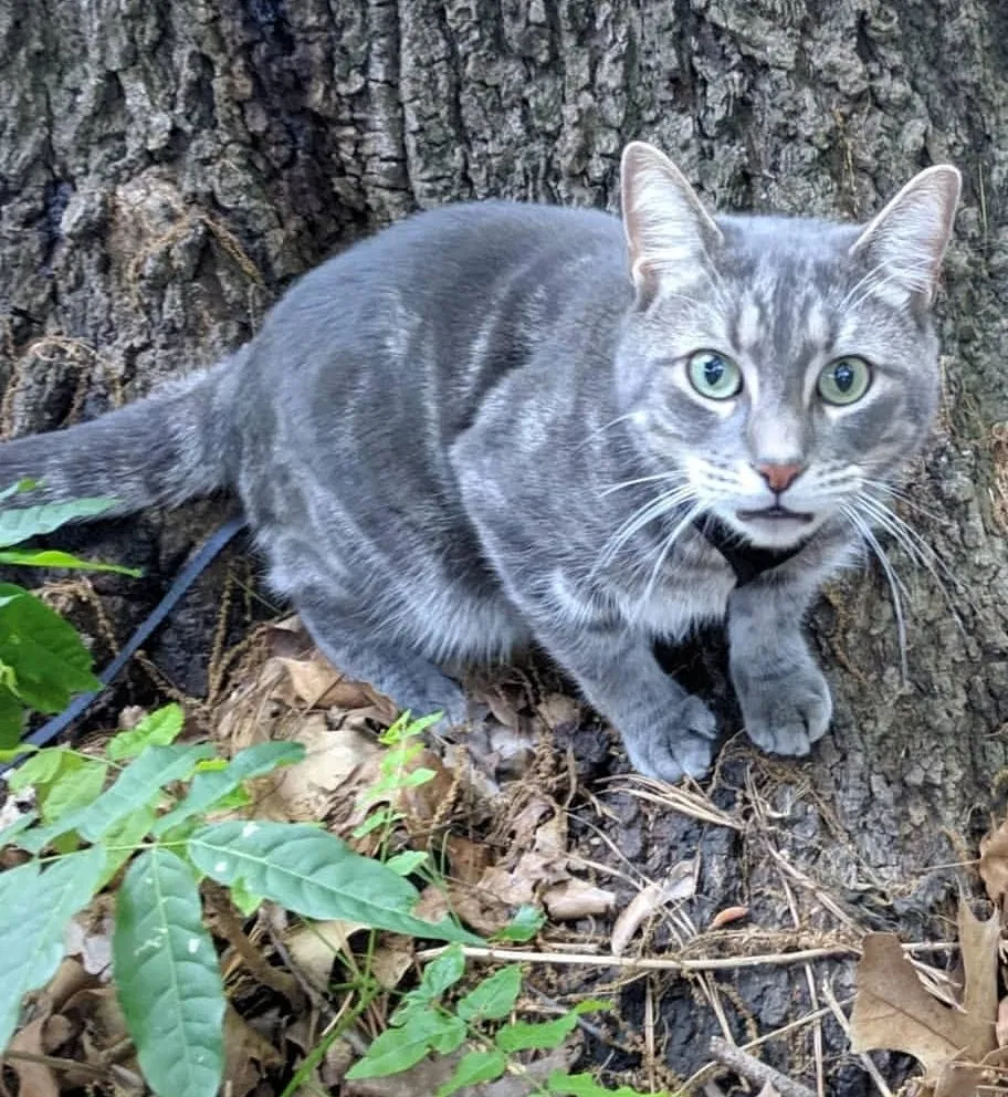 Lost cat in Powder Springs, GA, 30127