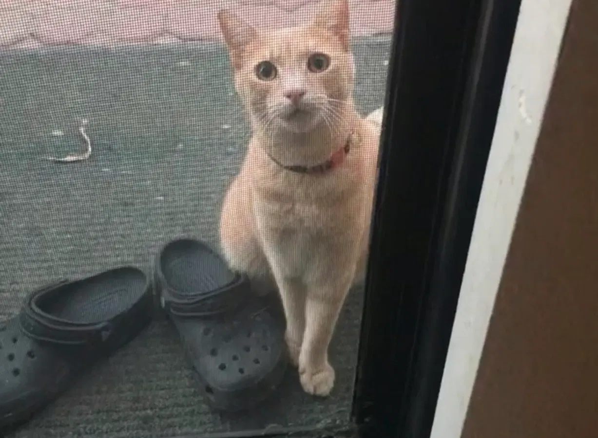 Lost cat in Walnut, CA, 91789