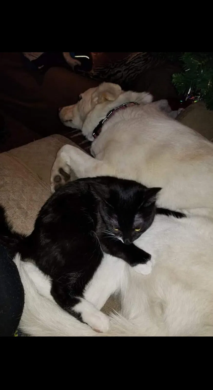 Lost cat in Greeley, CO, 80631