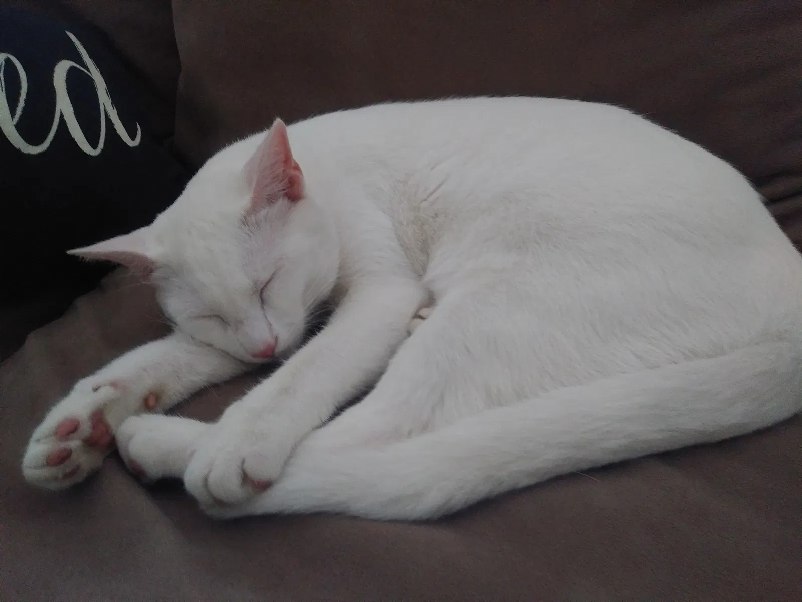 Lost cat in New Port Richey, FL, 34655