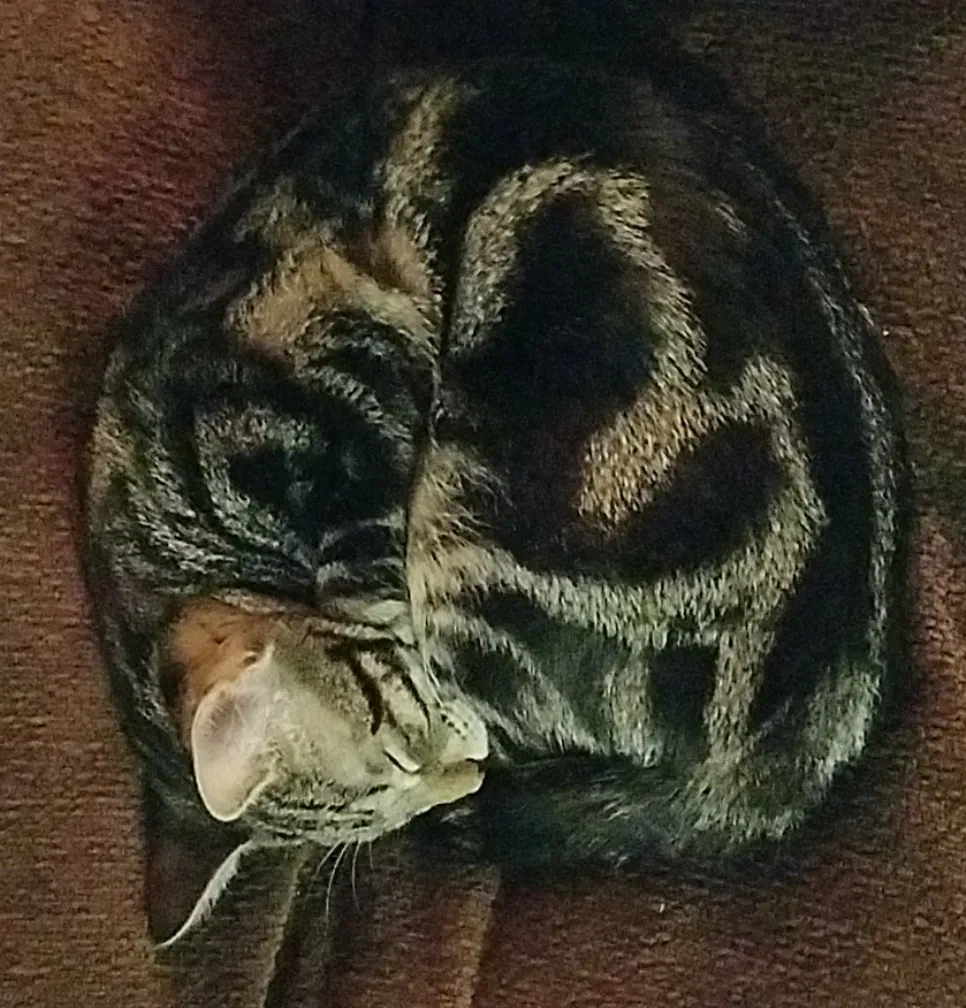 Lost cat in Wolfforth, TX, 79382