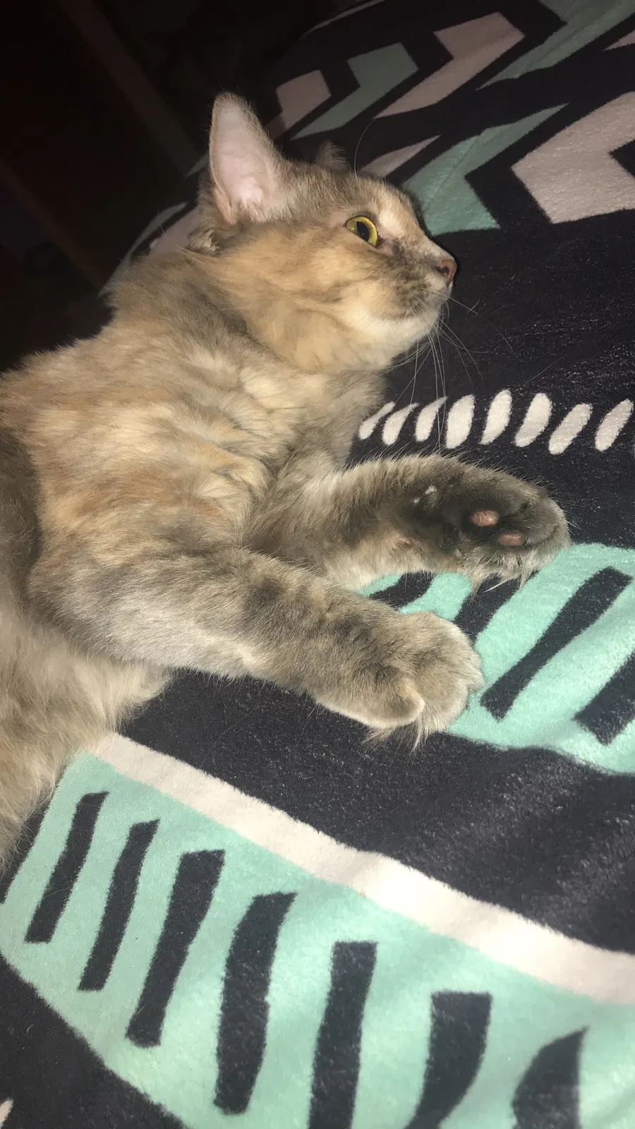 Lost cat in Byron, GA, 31008