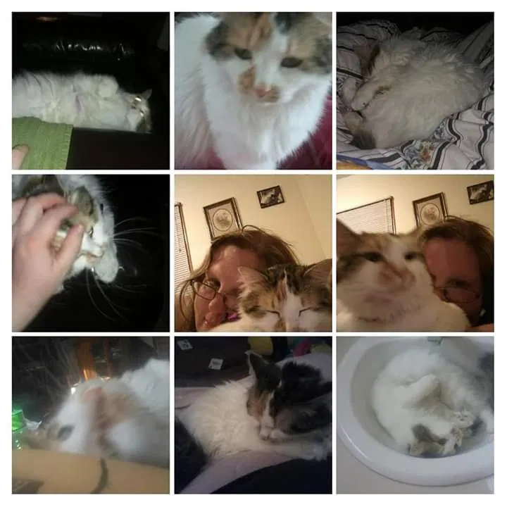 Lost cat in Fort Dodge, IA, 50501
