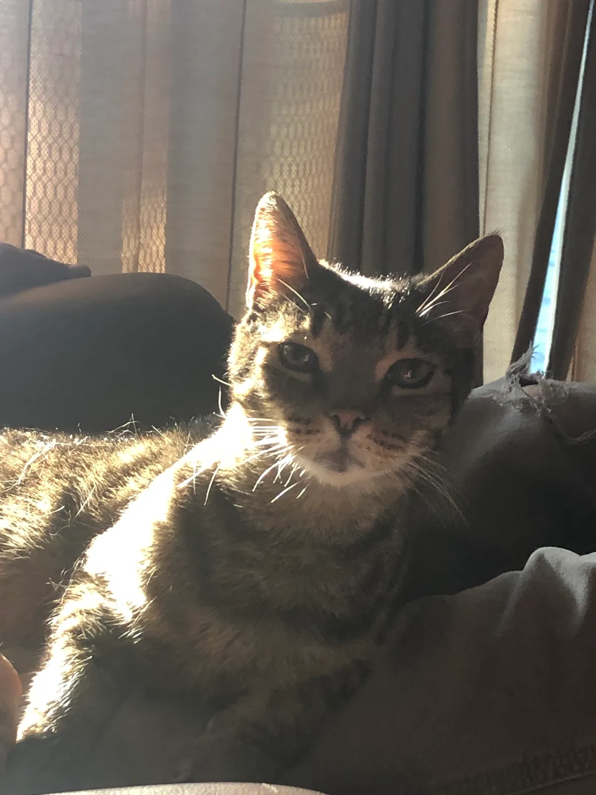 Lost cat in Oregon City, OR, 97045