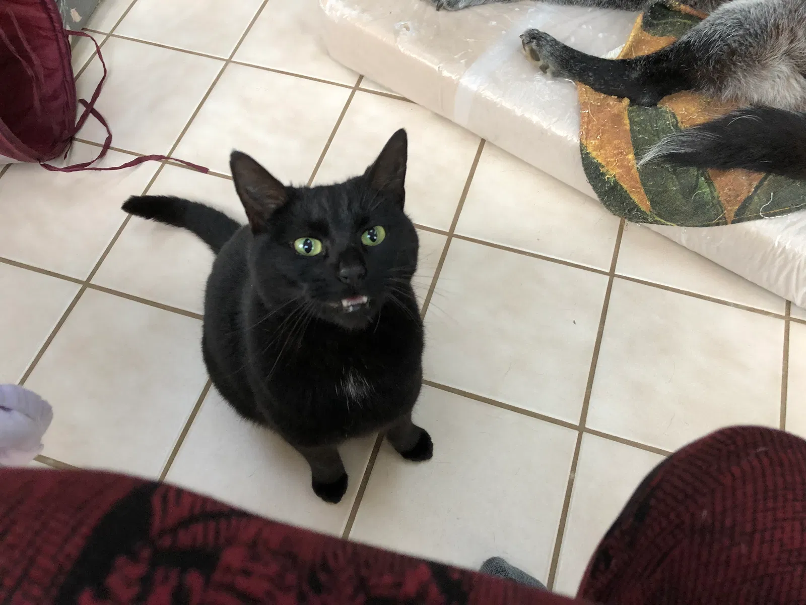 Lost cat in Pickens, SC, 29671