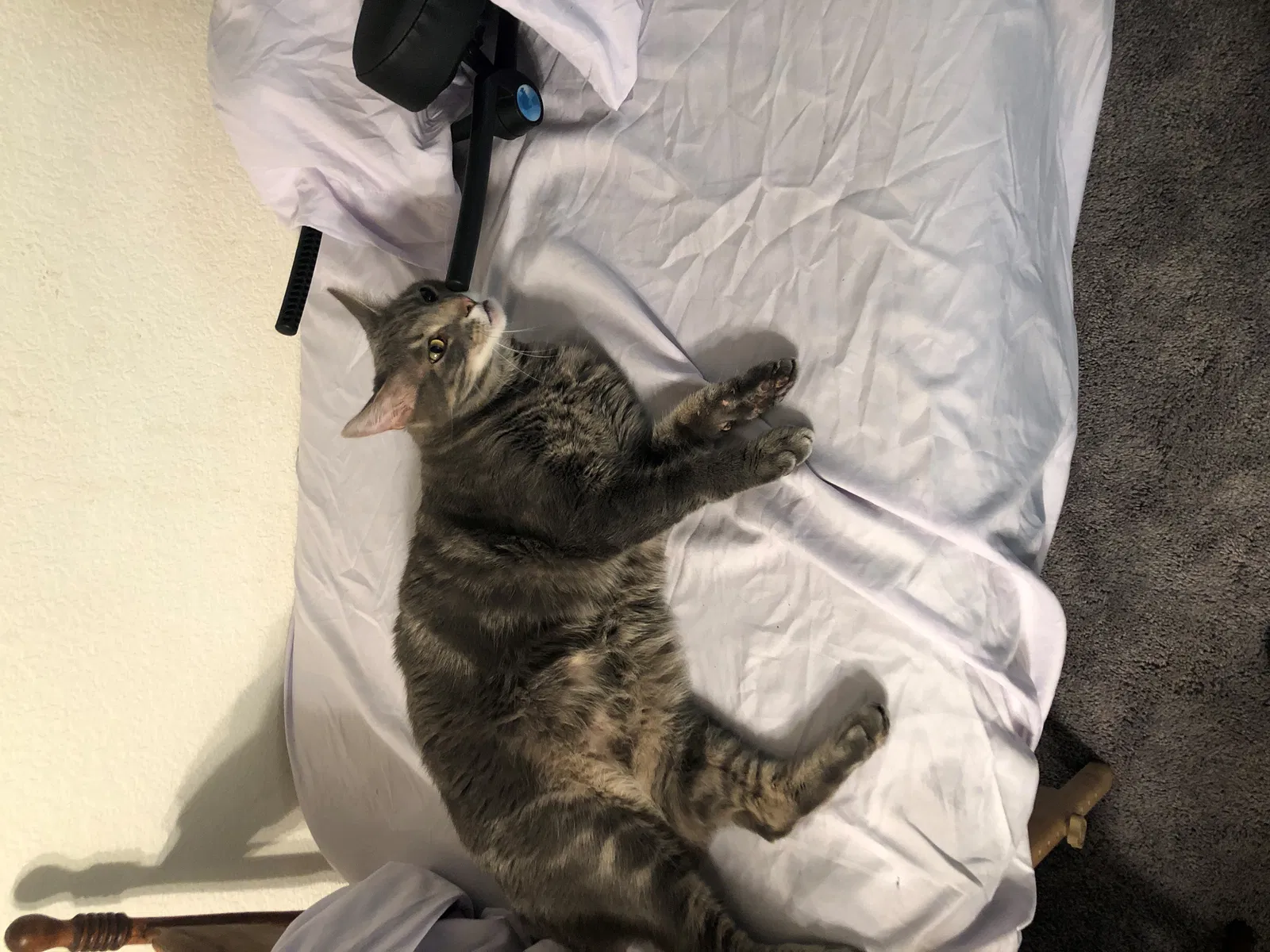 Lost cat in Denver, CO, 80234