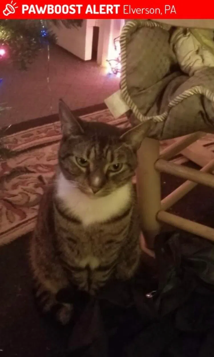 Lost cat in Adamstown, PA, 19501